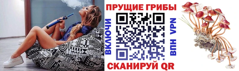 нарко площадка наркотические препараты  гидра ссылки  Щёлкино  Псилоцибиновые грибы Cubensis 